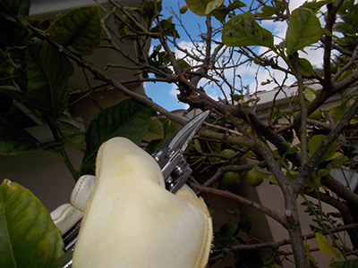 Pruning South African Plants